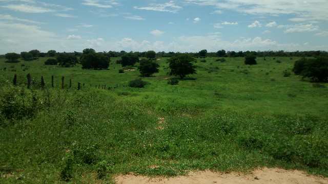 Foto 1 - Excelente fazenda mg 532 hectares boa para gado