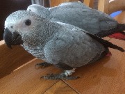 Papagaios cinza africano criados a mão para venda