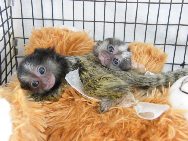 Foto 1 - 1 masculino e 1 feminino sagui macacos